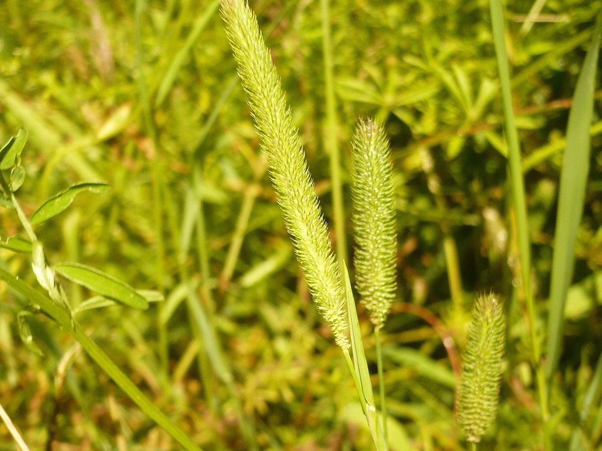 Phleum nodosum (Poaceae)
